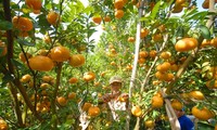 Ziele über Neugestaltung ländlicher Räume durch Orangenbäume erreichen